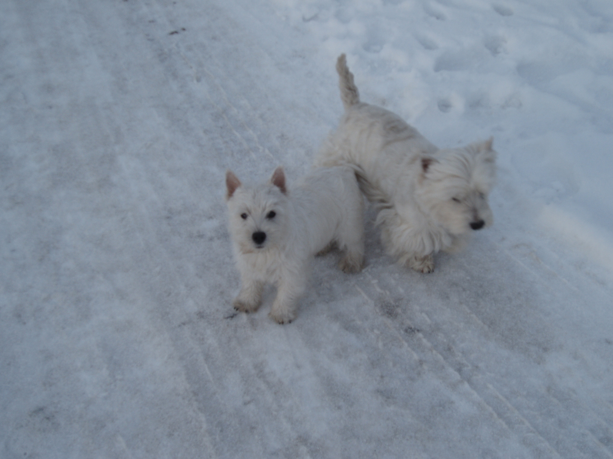 Mladá a starší...