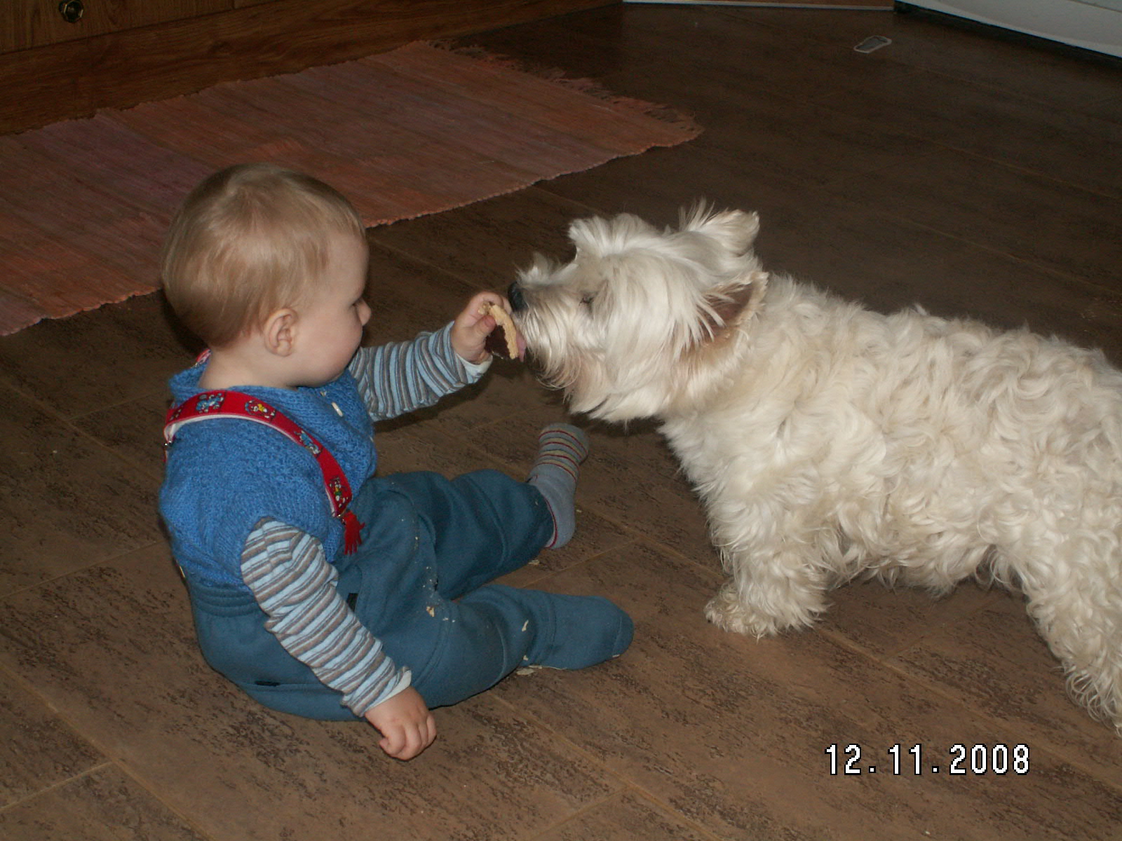 krmení dravé zvěře..